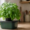 Planta adulta de albahaca hidropónica cultivada en un depósito opaco junto a una ventana