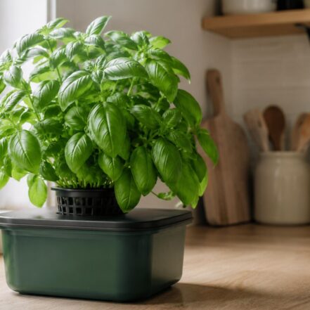 Planta adulta de albahaca hidropónica cultivada en un depósito opaco junto a una ventana