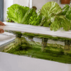 Depósito hidropónico doméstico con agua verde y algas alrededor de las macetas de rejilla.