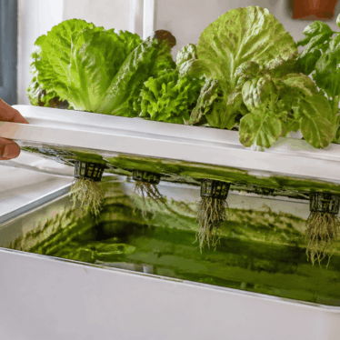Depósito hidropónico doméstico con agua verde y algas alrededor de las macetas de rejilla.