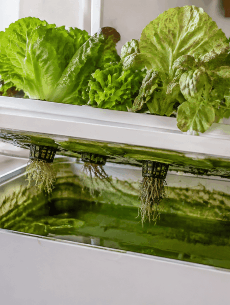 Depósito hidropónico doméstico con agua verde y algas alrededor de las macetas de rejilla.