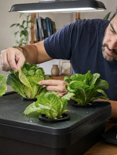 Comparación de hojas nuevas y viejas durante el diagnóstico de una carencia nutricional en hidroponía