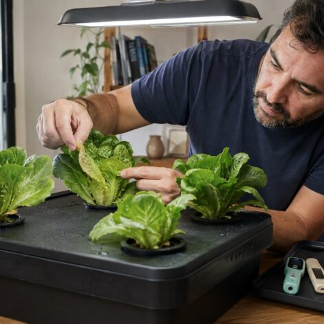 Comparación de hojas nuevas y viejas durante el diagnóstico de una carencia nutricional en hidroponía