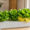 Lechuga hidropónica con hojas exteriores amarillas junto a otras lechugas verdes y sanas en un cultivo doméstico.