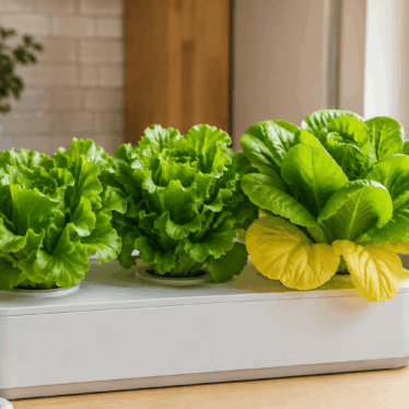 Lechuga hidropónica con hojas exteriores amarillas junto a otras lechugas verdes y sanas en un cultivo doméstico.