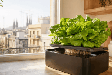 Lechugas hidropónicas cultivadas en casa junto a una ventana luminosa