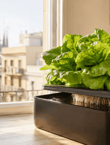 Lechugas hidropónicas cultivadas en casa junto a una ventana luminosa
