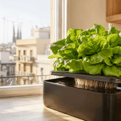 Lechugas hidropónicas cultivadas en casa junto a una ventana luminosa