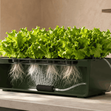 Sistema DWC doméstico con raíces de lechuga sumergidas y una piedra difusora produciendo burbujas