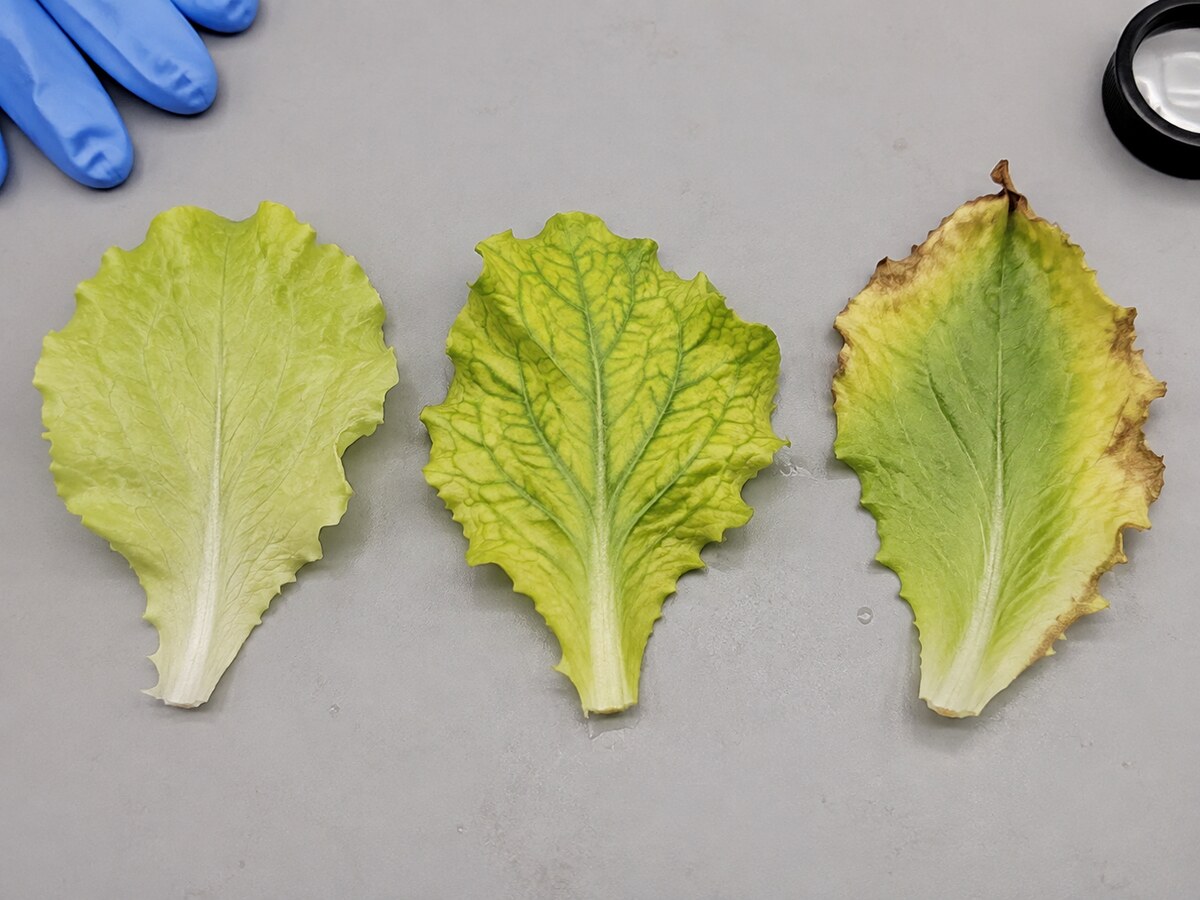 Patrones de amarilleo uniforme, clorosis entre nervios y bordes secos en hojas hidropónicas
