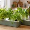 Selección de lechuga, albahaca, rúcula y otras plantas fáciles cultivadas en hidroponía doméstica.