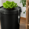 Sistema DWC casero con una lechuga en un cubo opaco conectado a una bomba de aire exterior