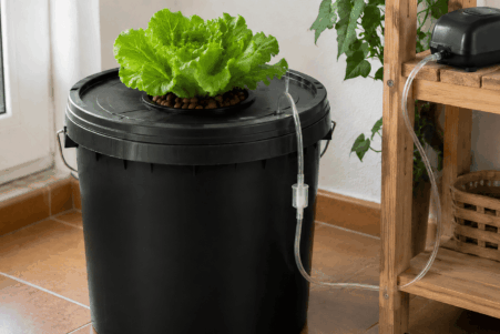 Sistema DWC casero con una lechuga en un cubo opaco conectado a una bomba de aire exterior