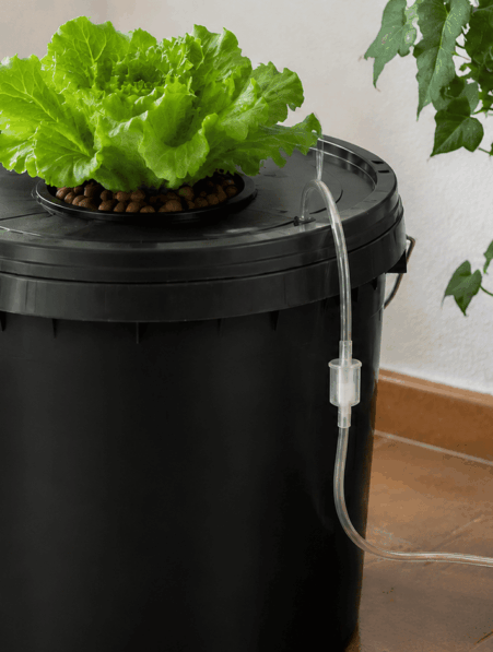 Sistema DWC casero con una lechuga en un cubo opaco conectado a una bomba de aire exterior